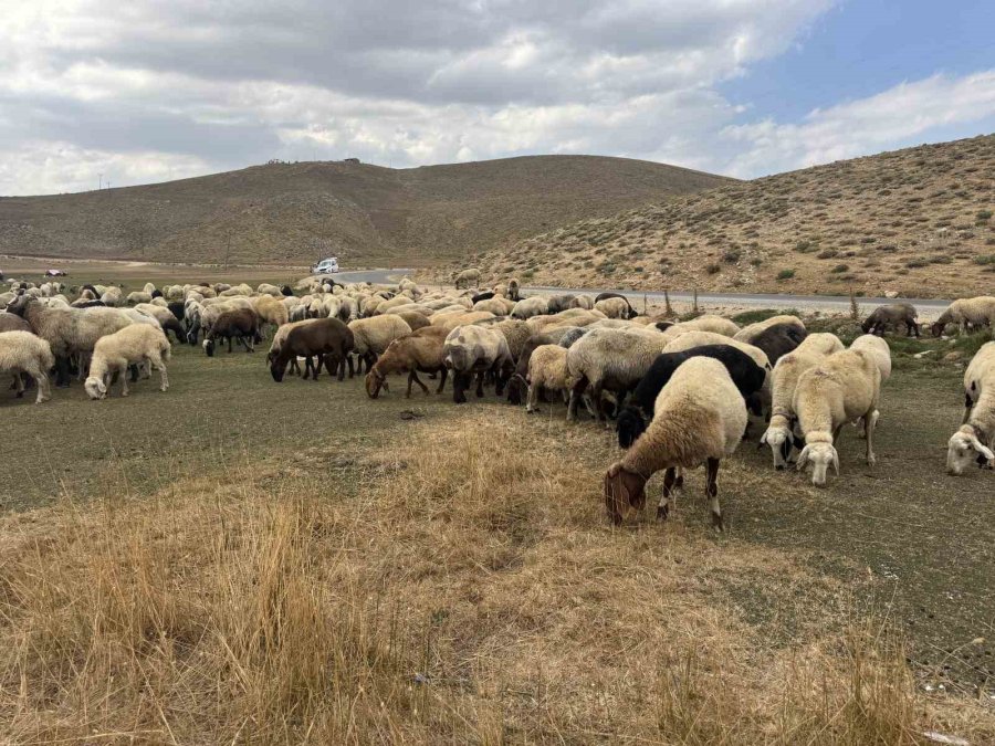 Piknik Ve Kamp İçin Gelip Çöplerini Bıraktılar Çobanlar Bile İsyan Etti