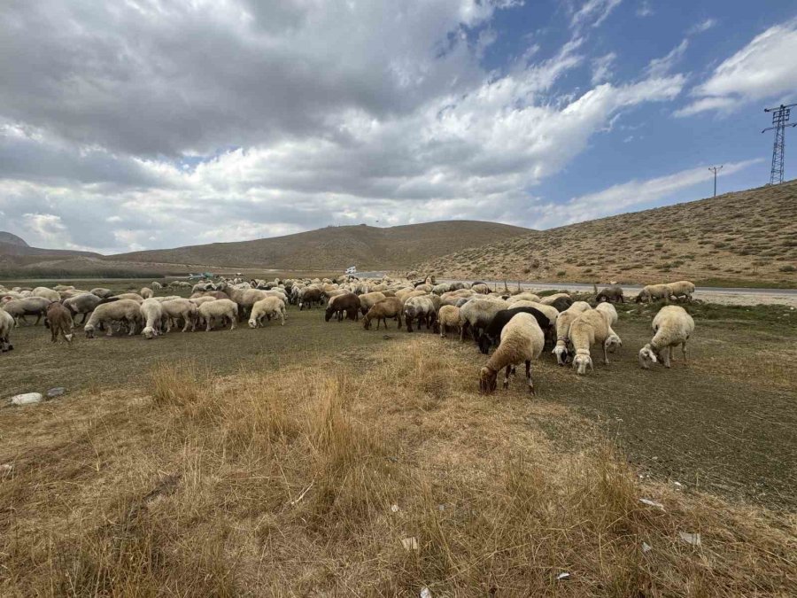 Piknik Ve Kamp İçin Gelip Çöplerini Bıraktılar Çobanlar Bile İsyan Etti