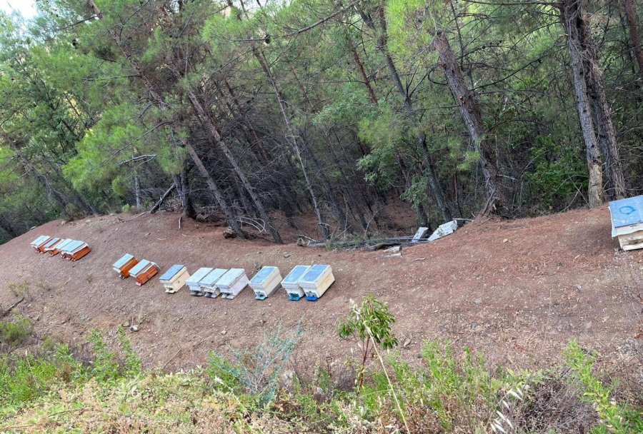 Gazipaşa’da 36 Arı Kovanı Çalındı