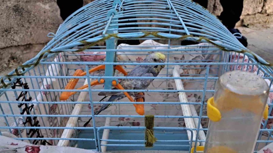 Evinde Yangın Çıkan Kadın, Can Yoldaşını Ölüme Terk Etmedi