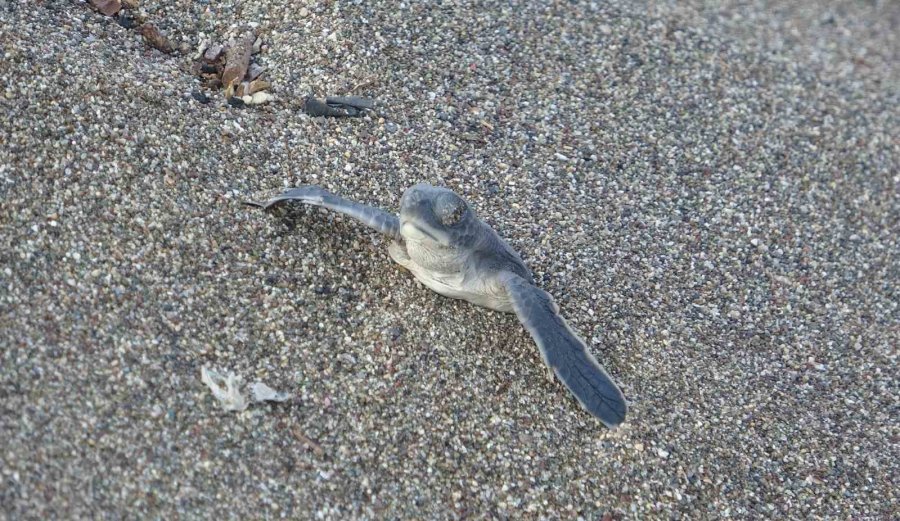 Akdeniz’in Simgesi Yavru Carettaların Çıkışı Tüm Hızıyla Sürüyor
