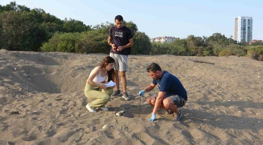 Akdeniz’in Simgesi Yavru Carettaların Çıkışı Tüm Hızıyla Sürüyor