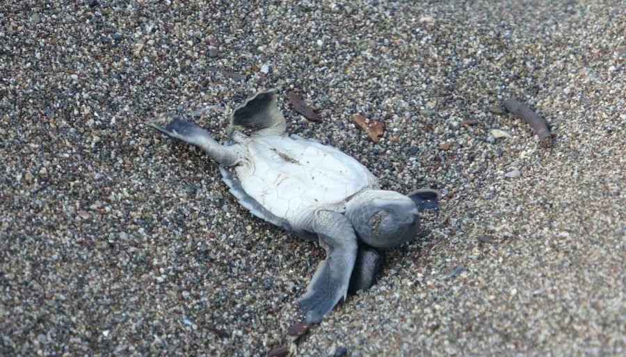 Akdeniz’in Simgesi Yavru Carettaların Çıkışı Tüm Hızıyla Sürüyor