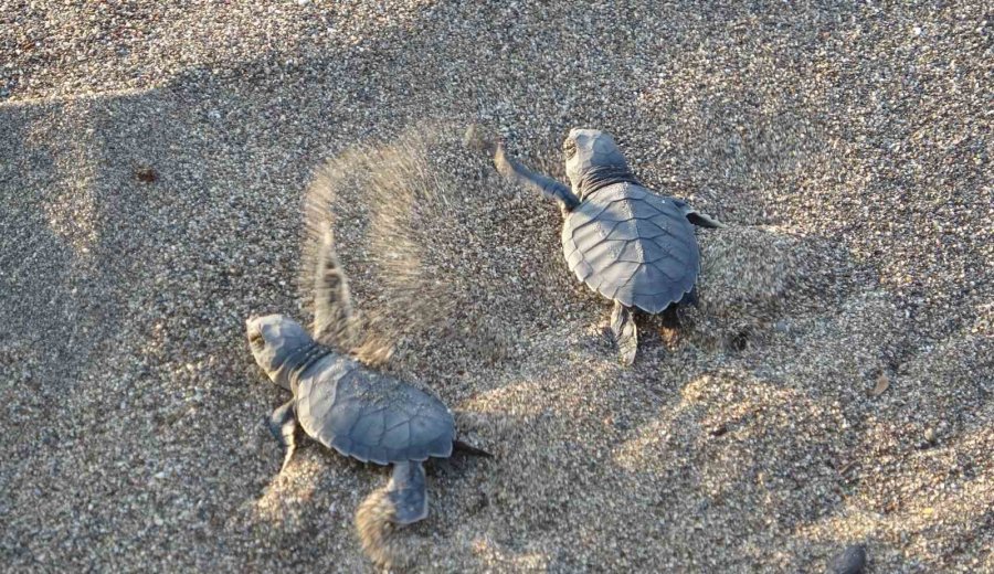 Akdeniz’in Simgesi Yavru Carettaların Çıkışı Tüm Hızıyla Sürüyor