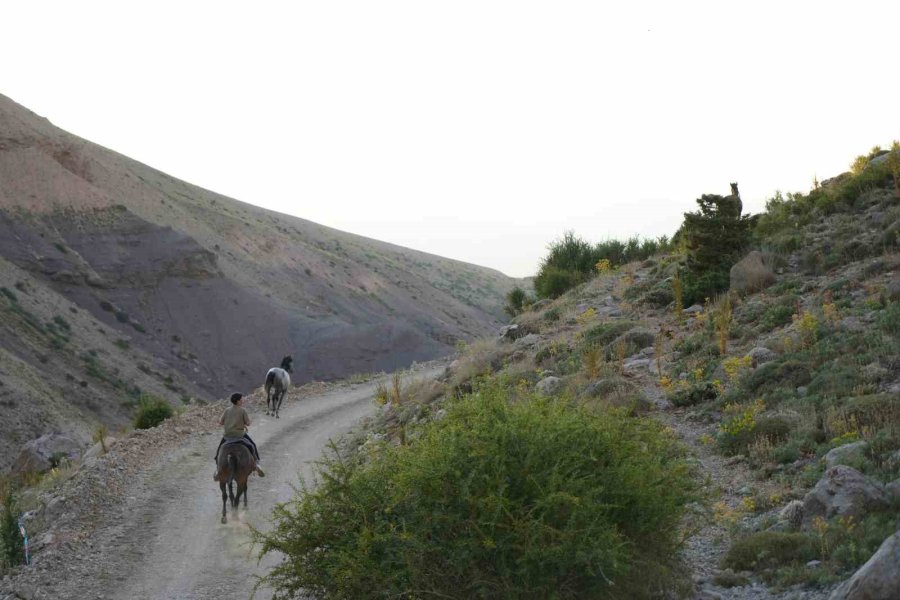 Aladağlar’ın Şerpaları: Katırlarla Zirve Yolculuğu