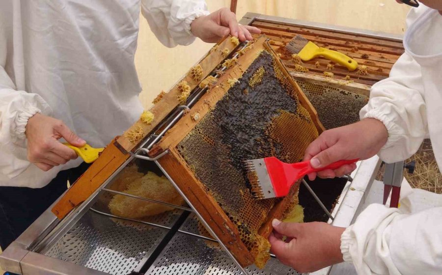 Petekler Balla Doldu: Sıfır Rakımda Başlayan Sezon 2 Bin Rakımda Eğriçayır’da Sona Erdi