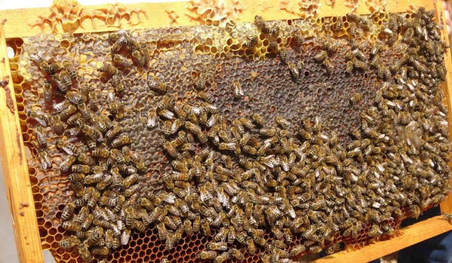 Petekler Balla Doldu: Sıfır Rakımda Başlayan Sezon 2 Bin Rakımda Eğriçayır’da Sona Erdi