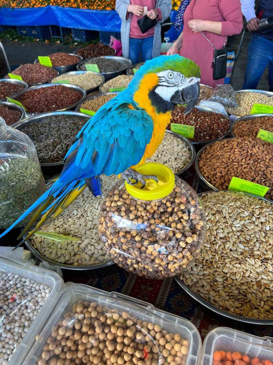 8. Cumhurbaşkanı Turgut Özal’ın Papağanı ‘cabbar’ Yine Çalındı