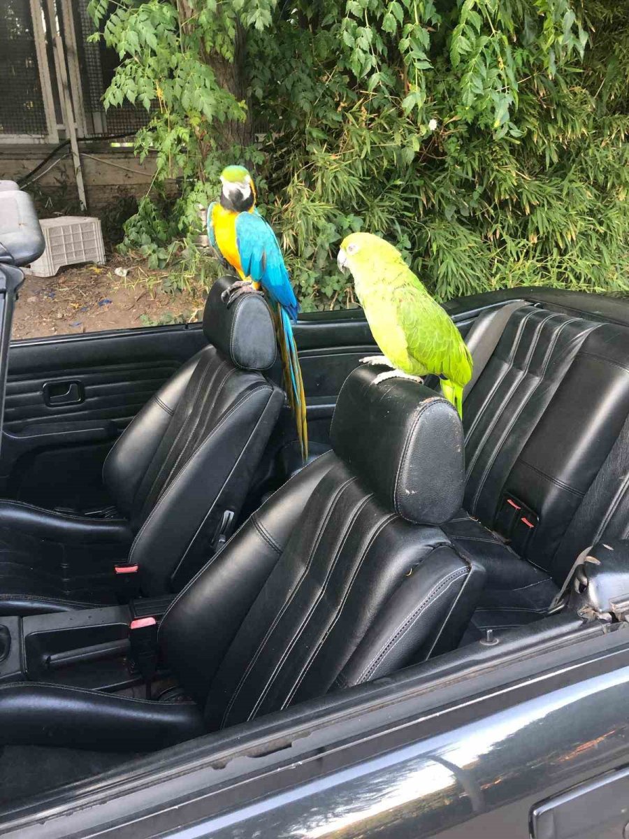 8. Cumhurbaşkanı Turgut Özal’ın Papağanı ‘cabbar’ Yine Çalındı