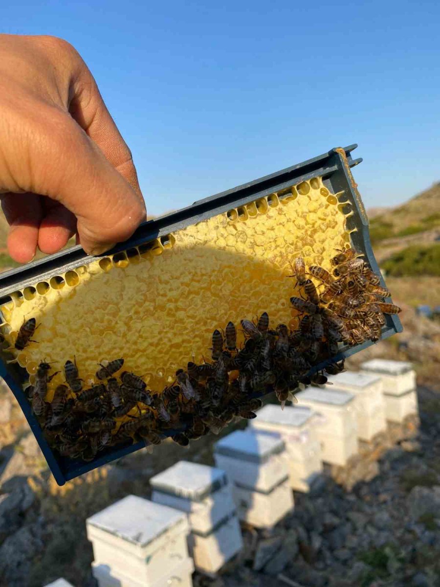 Bozkır’da Bal Hasadı Tamamlandı
