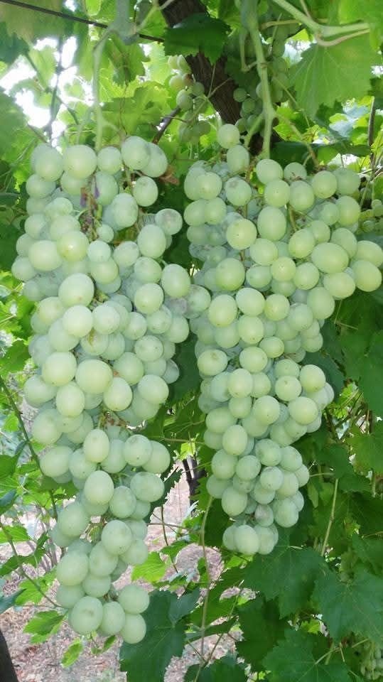 Külle Kaynayan Lezzet, İmece Usulüyle Sofralara Taşınıyor