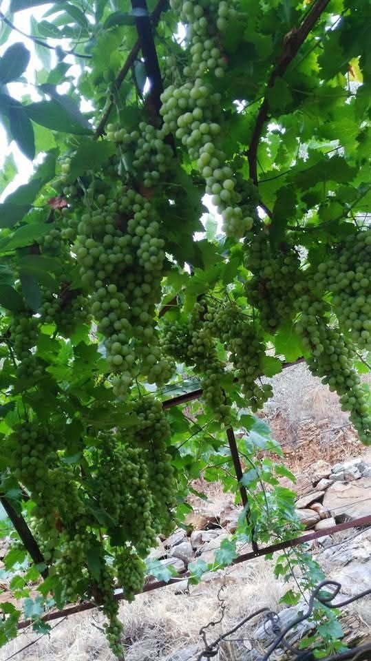 Külle Kaynayan Lezzet, İmece Usulüyle Sofralara Taşınıyor