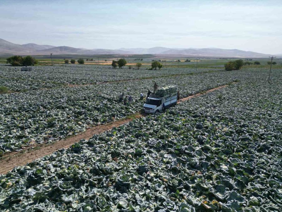Niğde’de Beyaz Lahana Hasadı Başladı: Ata Tohumunun Bereketi Tarlalarda