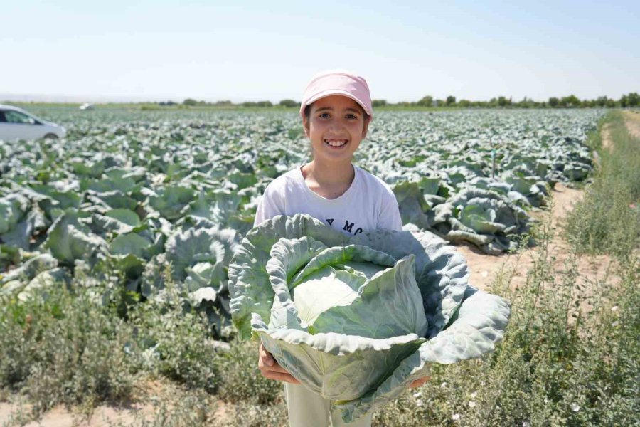 Niğde’de Beyaz Lahana Hasadı Başladı: Ata Tohumunun Bereketi Tarlalarda