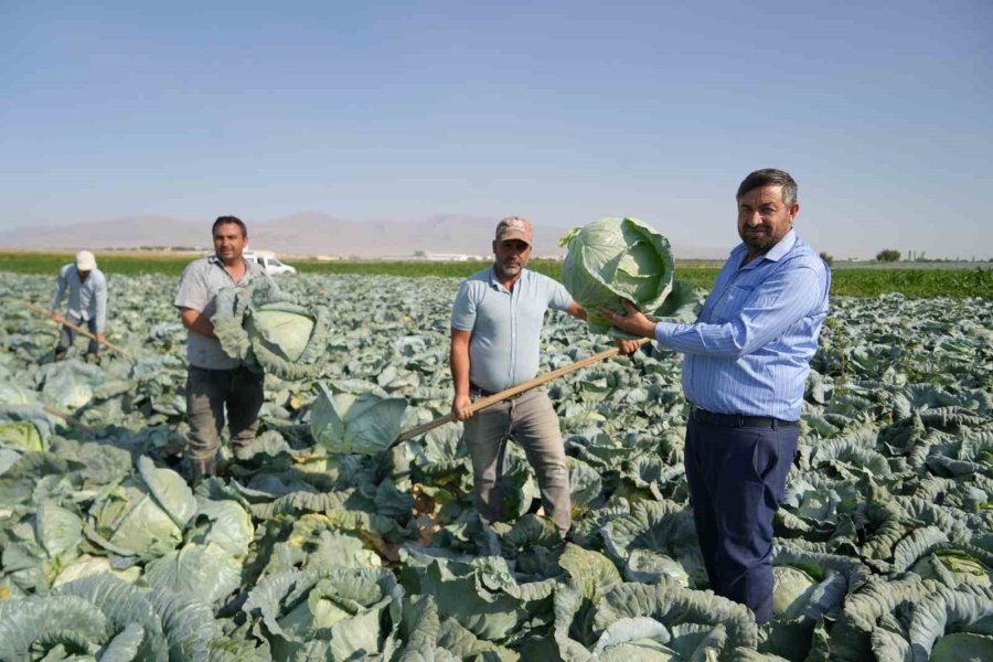 Niğde’de Beyaz Lahana Hasadı Başladı: Ata Tohumunun Bereketi Tarlalarda