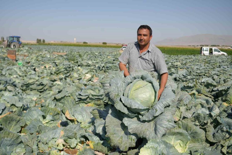 Niğde’de Beyaz Lahana Hasadı Başladı: Ata Tohumunun Bereketi Tarlalarda
