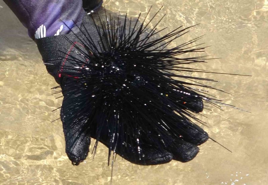 Akdeniz’de Bir Dönem Korku Salmıştı, Zehirli İstilacı Tür Yok Olmaya Başladı