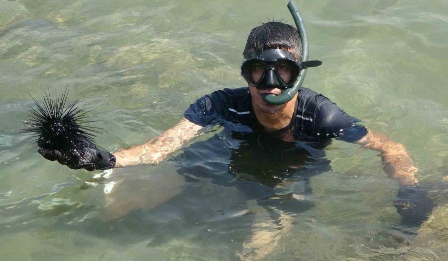 Akdeniz’de Bir Dönem Korku Salmıştı, Zehirli İstilacı Tür Yok Olmaya Başladı