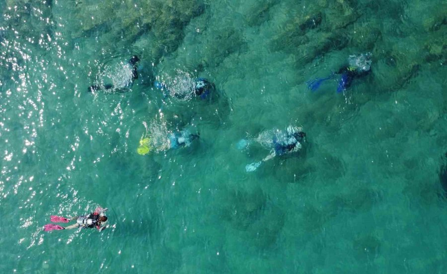 Akdeniz’de Bir Dönem Korku Salmıştı, Zehirli İstilacı Tür Yok Olmaya Başladı