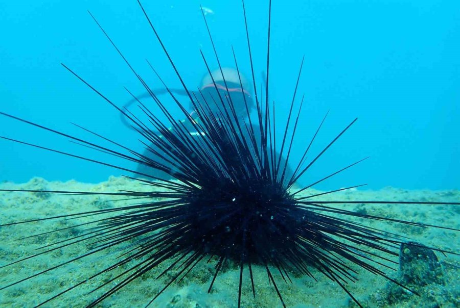 Akdeniz’de Bir Dönem Korku Salmıştı, Zehirli İstilacı Tür Yok Olmaya Başladı