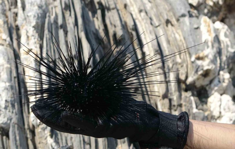 Akdeniz’de Bir Dönem Korku Salmıştı, Zehirli İstilacı Tür Yok Olmaya Başladı