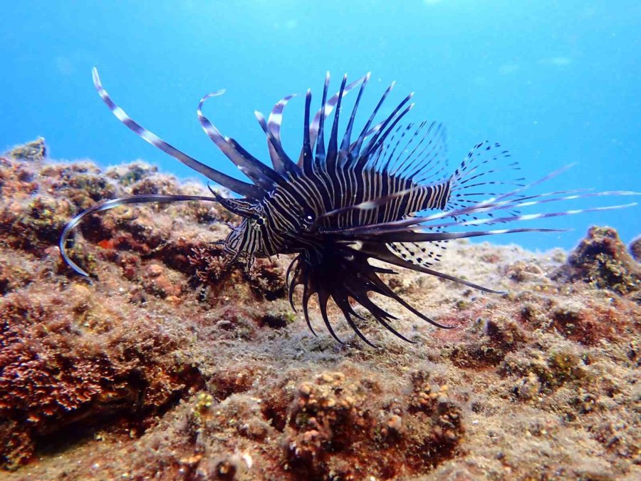 Akdeniz’de Bir Dönem Korku Salmıştı, Zehirli İstilacı Tür Yok Olmaya Başladı