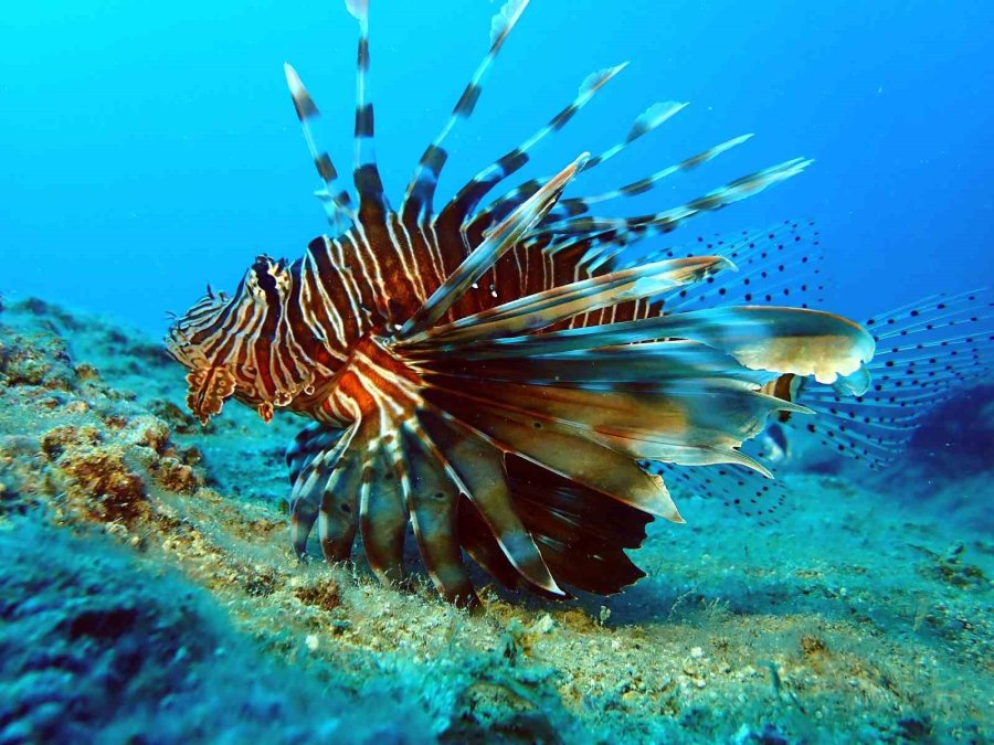 Akdeniz’de Bir Dönem Korku Salmıştı, Zehirli İstilacı Tür Yok Olmaya Başladı