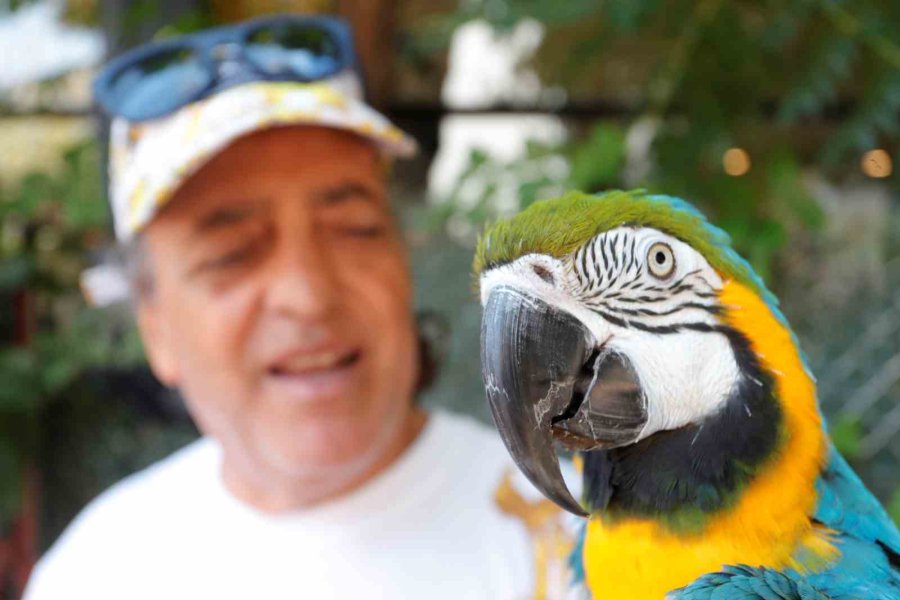 Turgut Özal’ın Kaybolan Papağanı 3 Gün Sonra Bulundu