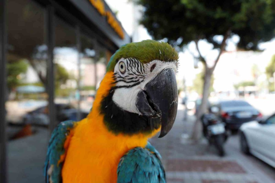 Turgut Özal’ın Kaybolan Papağanı 3 Gün Sonra Bulundu