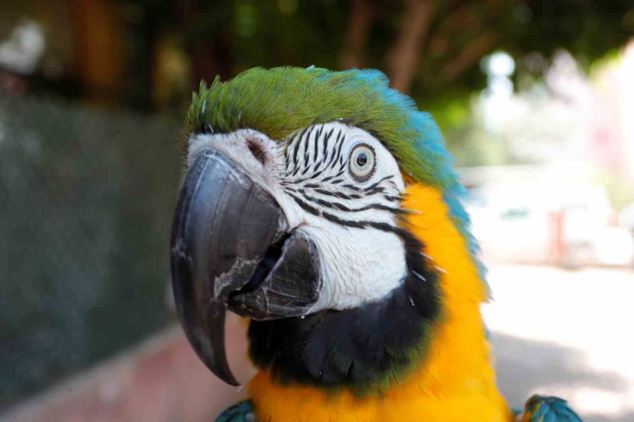 Turgut Özal’ın Kaybolan Papağanı 3 Gün Sonra Bulundu