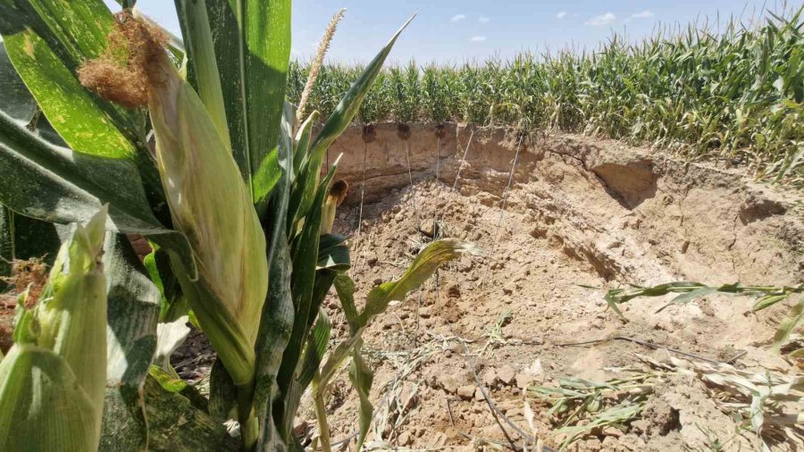 Mısır Tarlasında 15 Metre Genişliğinde Obruk Oluştu