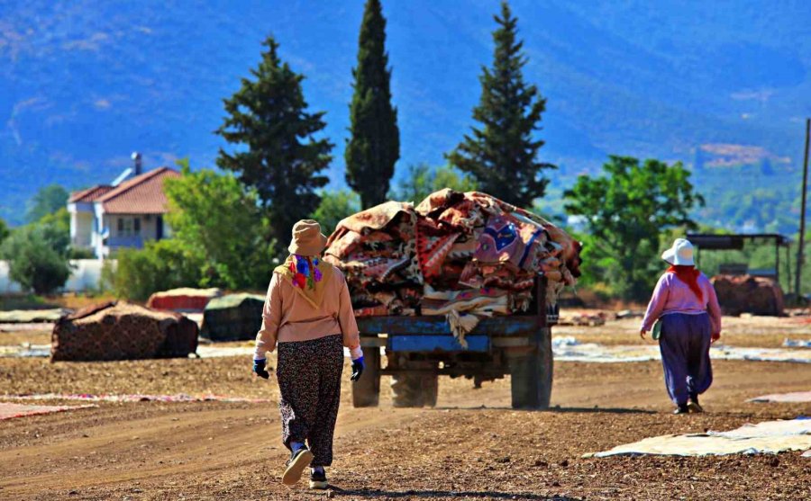 Antalya’da Buğday Tarlalarında Halı Hasatı Başladı