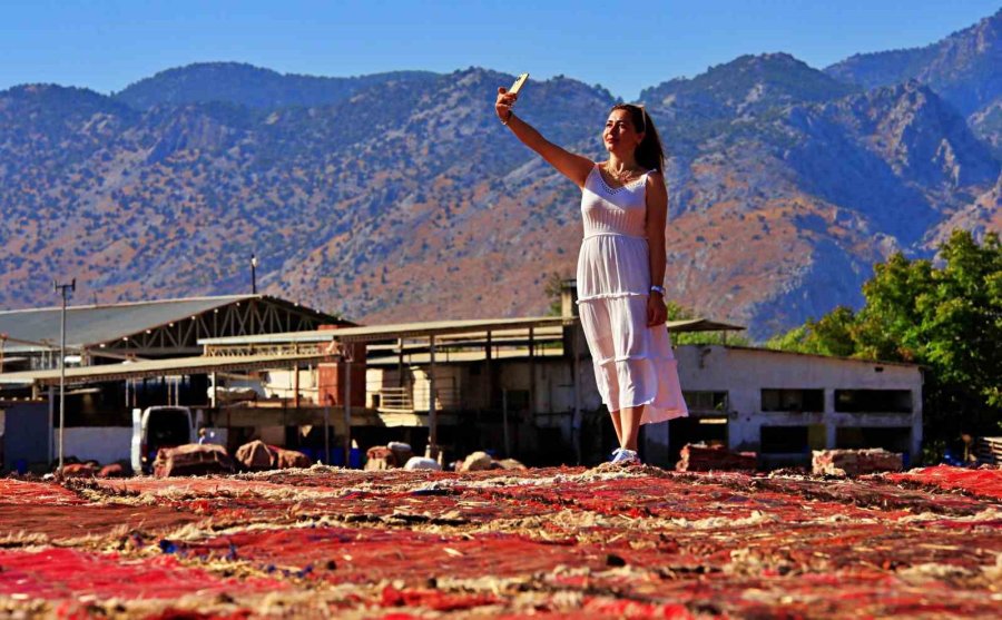 Antalya’da Buğday Tarlalarında Halı Hasatı Başladı