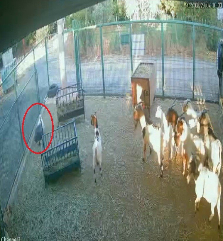 Yerdeki Poşeti Başına Geçiren Cüce Keçi, Diğer Keçilerin Kabusu Oldu