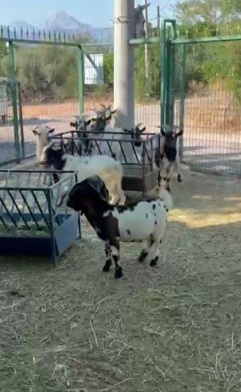 Yerdeki Poşeti Başına Geçiren Cüce Keçi, Diğer Keçilerin Kabusu Oldu