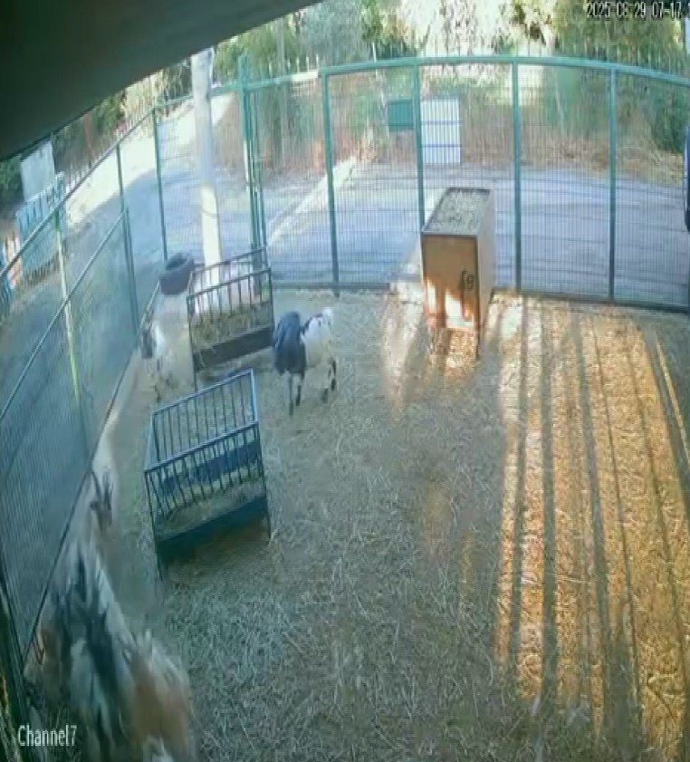 Yerdeki Poşeti Başına Geçiren Cüce Keçi, Diğer Keçilerin Kabusu Oldu