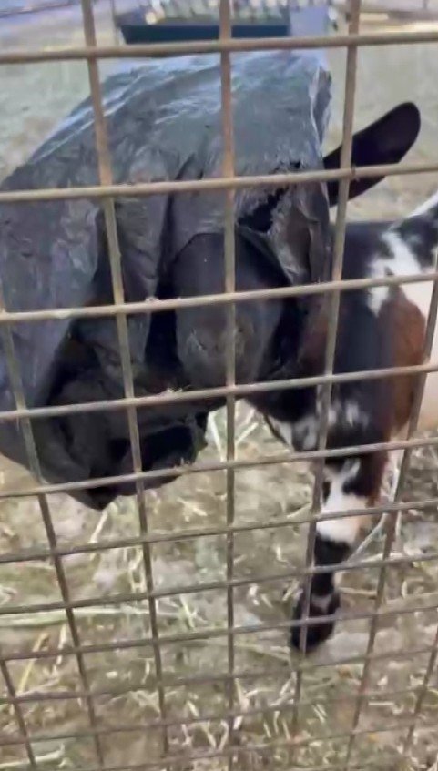 Yerdeki Poşeti Başına Geçiren Cüce Keçi, Diğer Keçilerin Kabusu Oldu