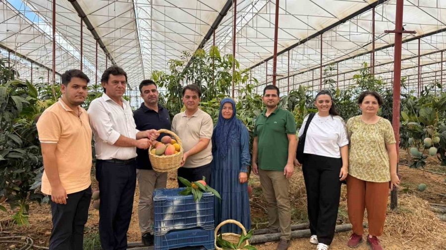 30 Yıl Önce Deneme Amaçlı İlk Fidan Dikildi, Bugün 300 Dönümden Fazla Alanda Üretiliyor