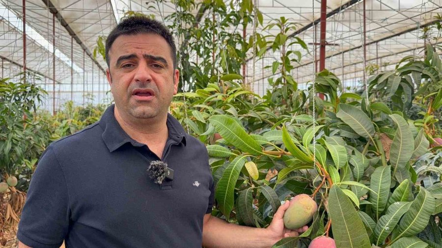 30 Yıl Önce Deneme Amaçlı İlk Fidan Dikildi, Bugün 300 Dönümden Fazla Alanda Üretiliyor