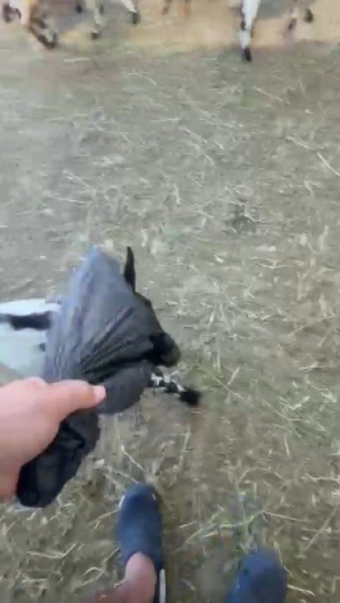 Yerdeki Poşeti Başına Geçiren Cüce Keçi, Diğer Keçilerin Kabusu Oldu