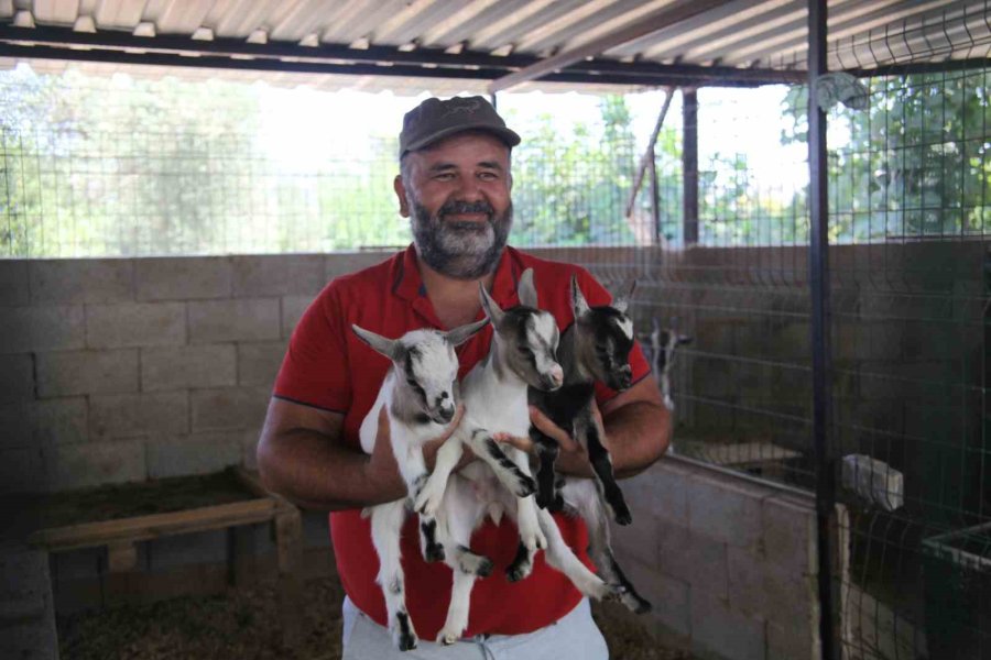 Kafasındaki Poşetle Sürüye Kabusu Yaşatan Keçinin Sahibi: "poşetin İçinde Küçük Bir Delik Açmış Oradan Nefes Alabiliyordu"