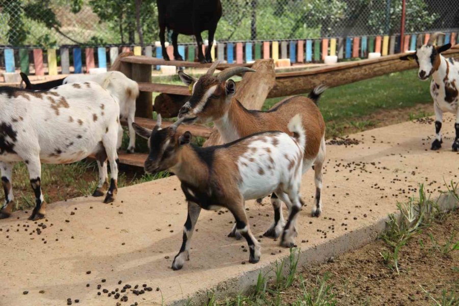 Kafasındaki Poşetle Sürüye Kabusu Yaşatan Keçinin Sahibi: "poşetin İçinde Küçük Bir Delik Açmış Oradan Nefes Alabiliyordu"