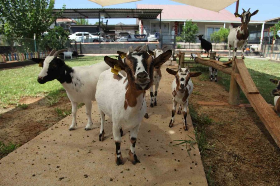 Kafasındaki Poşetle Sürüye Kabusu Yaşatan Keçinin Sahibi: "poşetin İçinde Küçük Bir Delik Açmış Oradan Nefes Alabiliyordu"