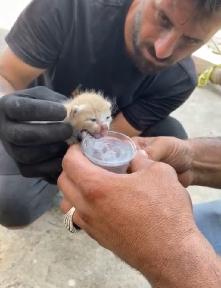 En Mutlu Günlerinde Evleri Yakılmıştı: Enkazdan 6 Gün Sonra Yavru Kedi Çıktı