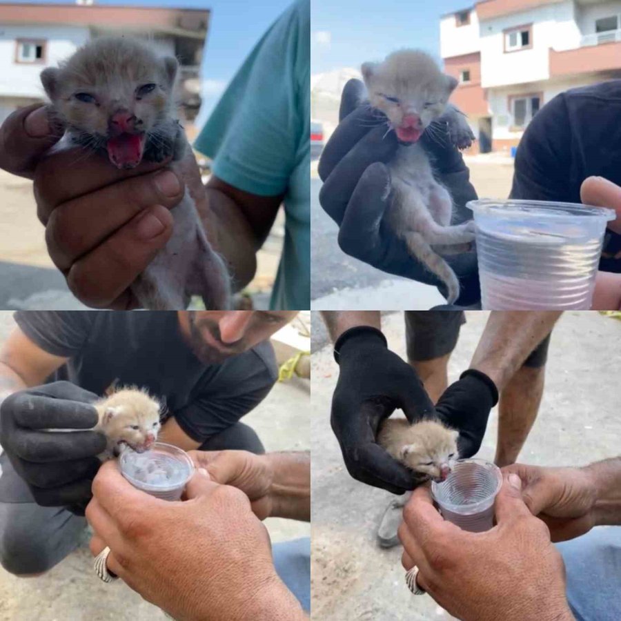 En Mutlu Günlerinde Evleri Yakılmıştı: Enkazdan 6 Gün Sonra Yavru Kedi Çıktı