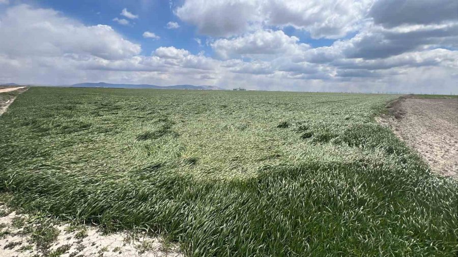 ‘kiralık Tarla’ Uygulaması Başladı, Uzmanlardan Uyarı Geldi