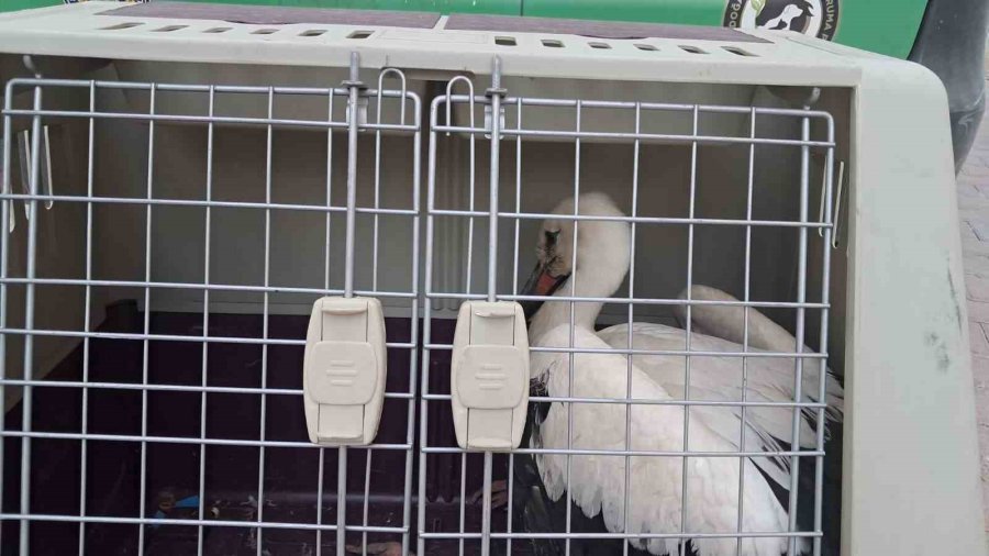 Karaman’da Yaralı Leylek Koruma Altına Alındı