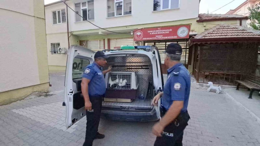 Karaman’da Yaralı Leylek Koruma Altına Alındı