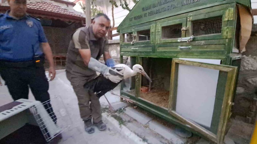 Karaman’da Yaralı Leylek Koruma Altına Alındı