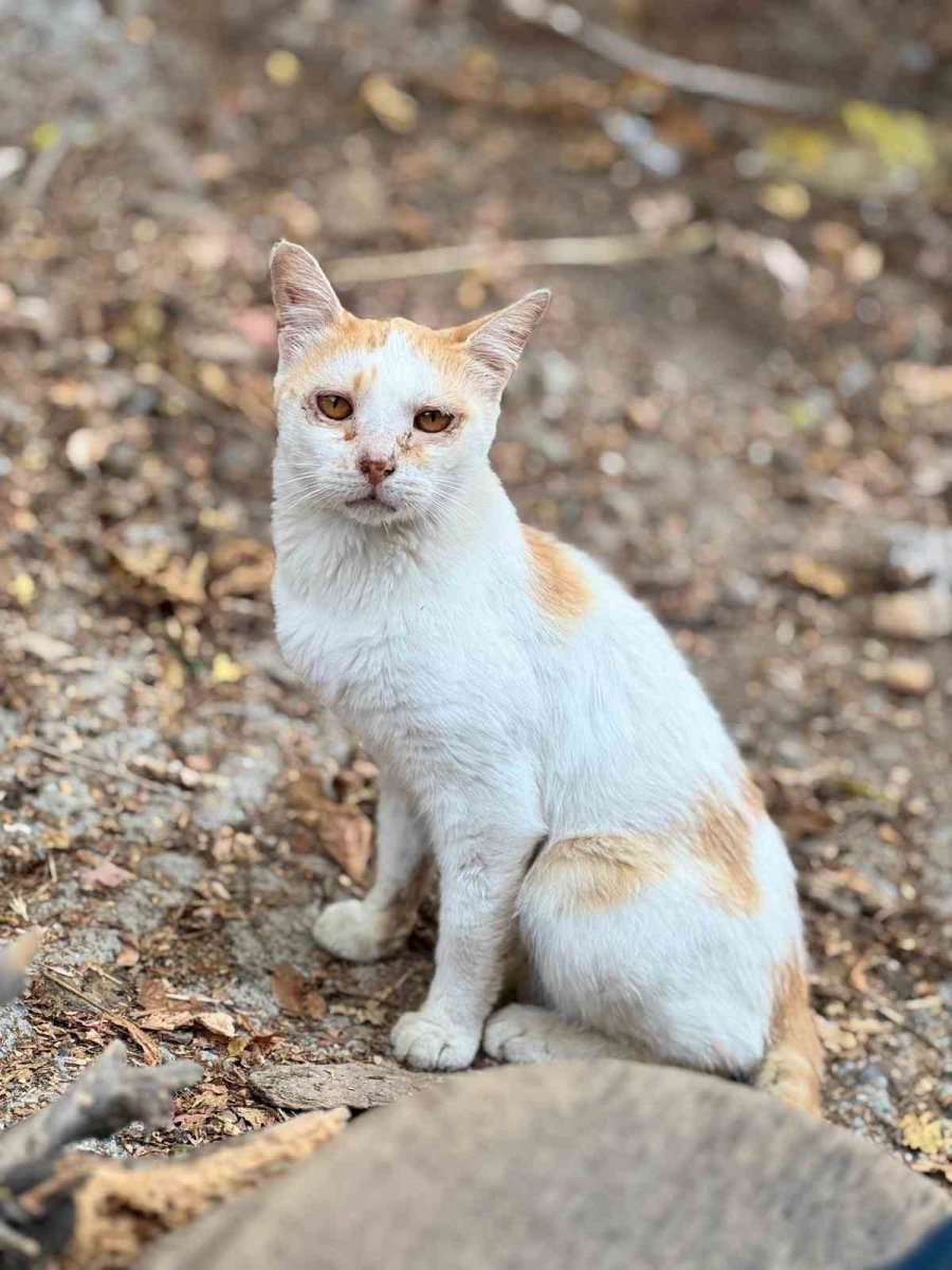 Tarım Müdürlüğünden Mikroçip Zorunluluğu Uyarısı
